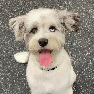 Meet your Posher, Sean